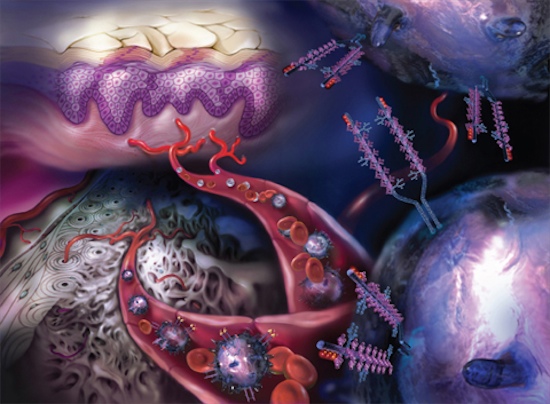 cellule_ematopoietiche